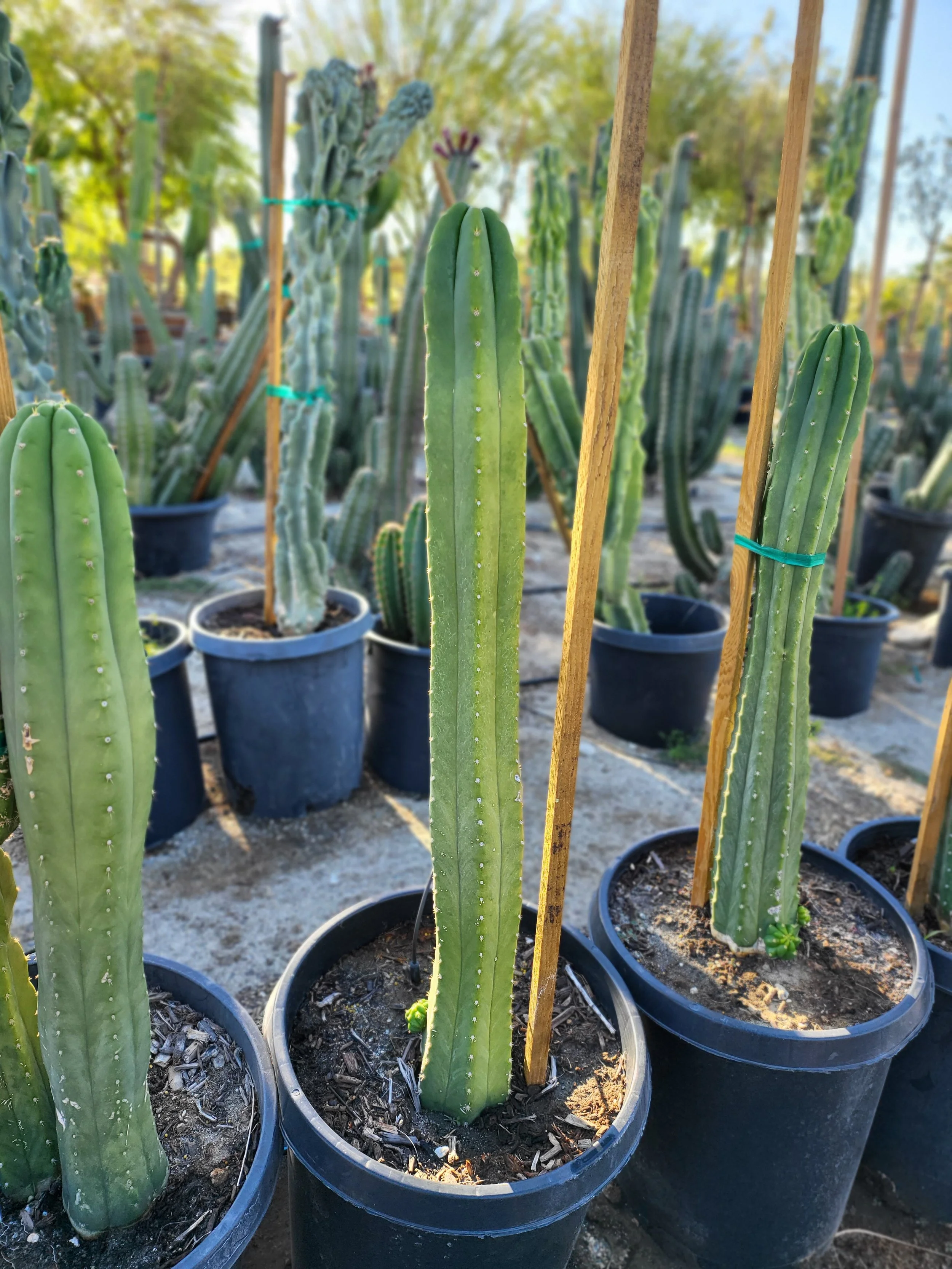 San Pedro Cactus | Echinopsis Pachanoi — GDNC Nursery